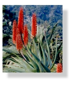 aloe, aloe vera